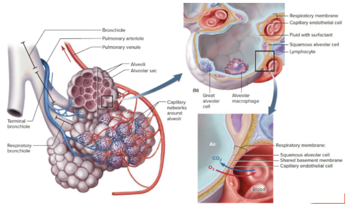 <p>White blood cells are active immune cells that protect the alveoli as they are sensitive</p><p>They patrol the <strong>alveolar surface</strong> so no pathogens reach the alveoli, but if something does the white blood cells can act against it</p><ul><li><p>If alveoli does gets destroyed it causes issues by reducing surface area and can impair gas exchange which leads to hypoxia (low oxygen levels) </p></li></ul><p></p><p></p>