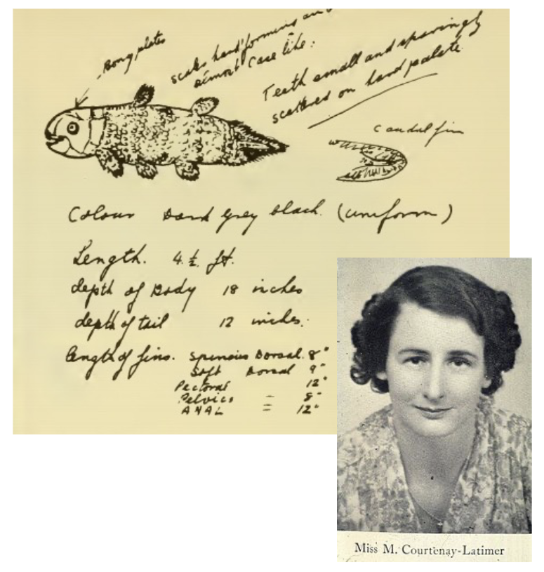 <p>What is the fossil history and rediscovery significance of Subclass Coelacanthimorpha?</p>