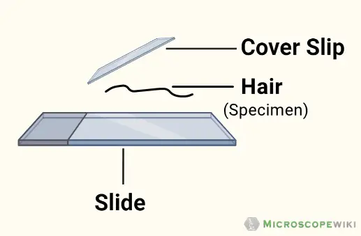 <p>A thin piece of glass, and it holds the specimen you want to look at.</p>