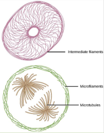 <p>Different sizes and functions</p><ul><li><p>Intermediate filaments: throughout the cell hold organelles in place</p></li></ul><ul><li><p>Microfilaments: around the cell's inner edge resist tension</p></li><li><p>Microtubules: maintain cell shape resisting compressive forces</p></li></ul><p></p>