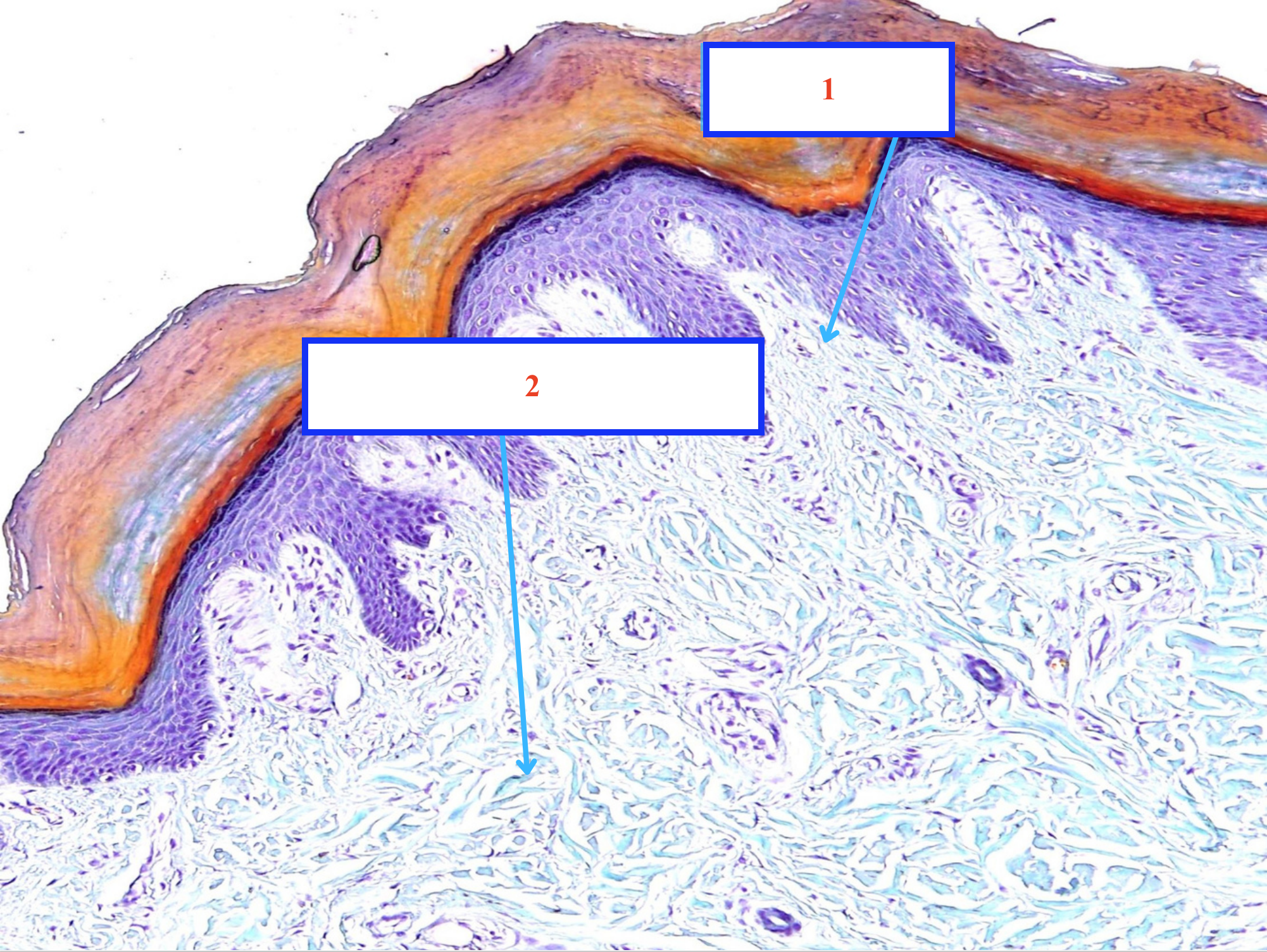 <p>Mô liên kết gì ?</p>