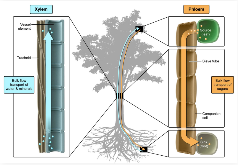<p>Organelle-containing cells that connect to sieve cells and support their metabolic functions</p>
