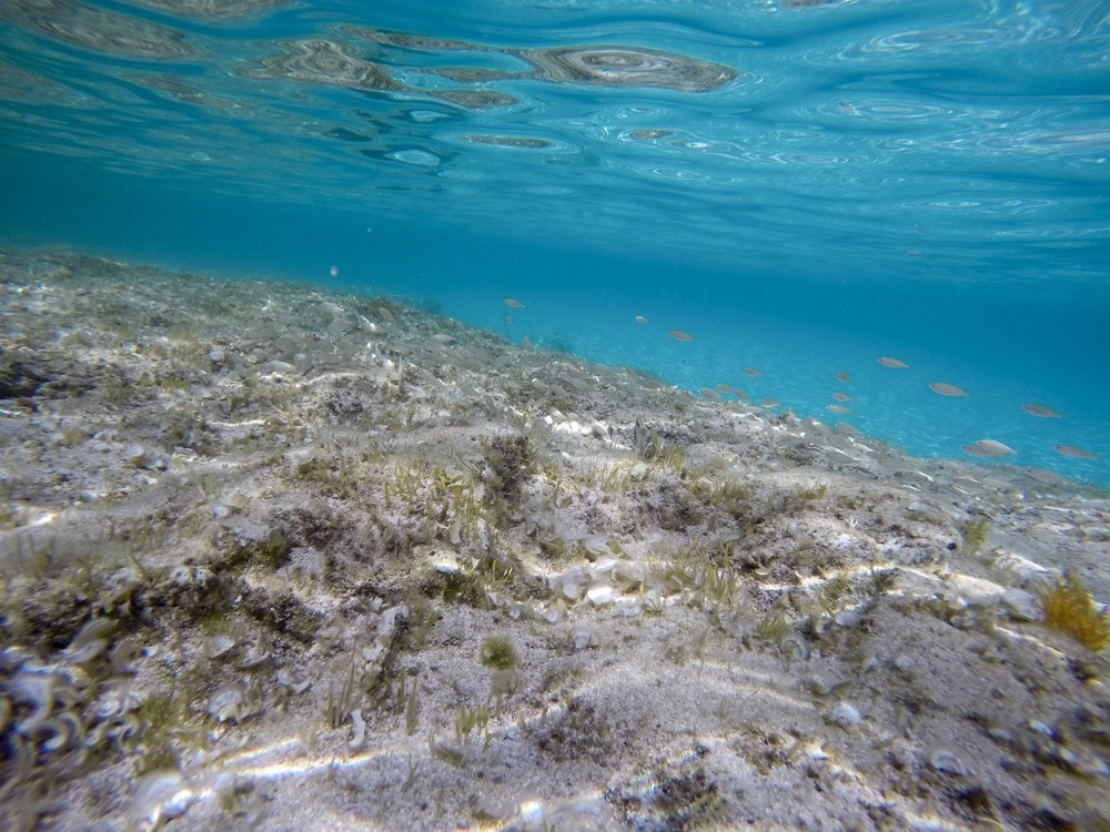 <p>Sedimentation</p>