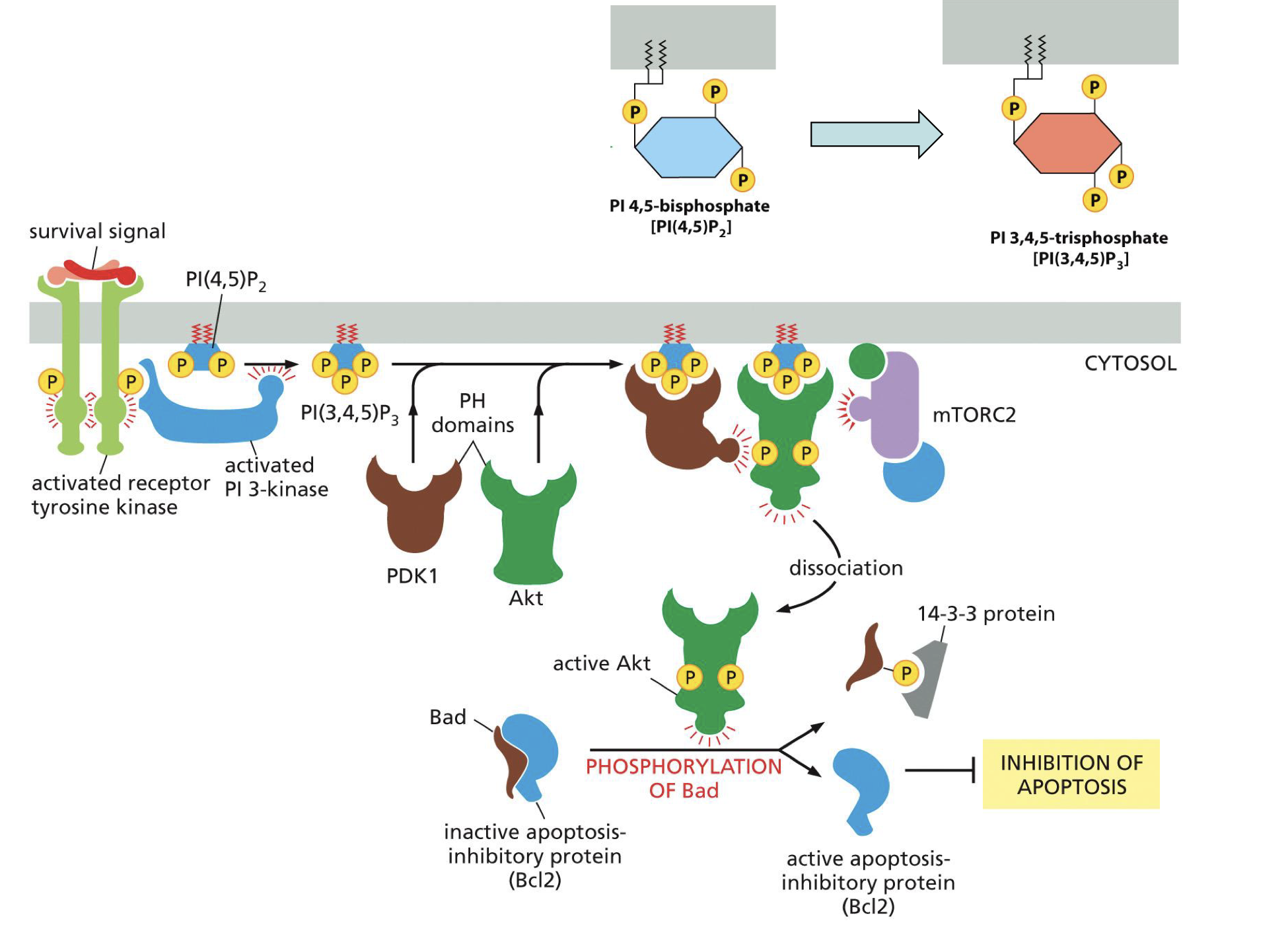 <ul><li><p>For cell survival<br></p></li><li><p>Survival signal, activated receptor tyrosine kinase, <br>activated PI 3 kinase, <br>PI(4,5)P2 → PI(3,4,5)P3, <br>PDK1 + Akt, <br>mTORC2,  <br>active Akt, <br>phosphorylation of Bad on Bcl2 complex, <br>active Bcl2.</p></li></ul><p></p>