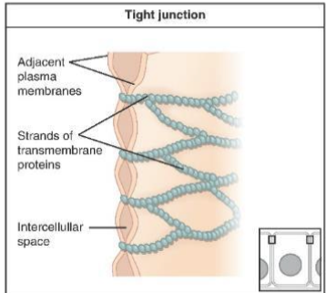 <p><span>Intercellular junction that forms a leak-proof barrier sealing adjacent plasma membranes together.</span></p>