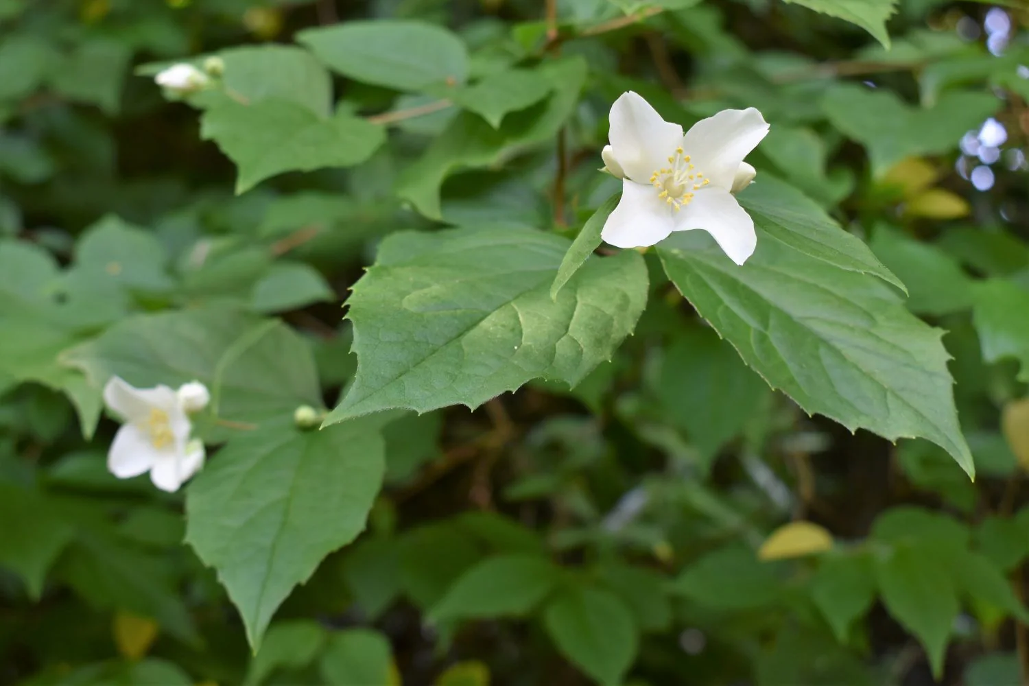 <p>Philadelphus lewisii</p>