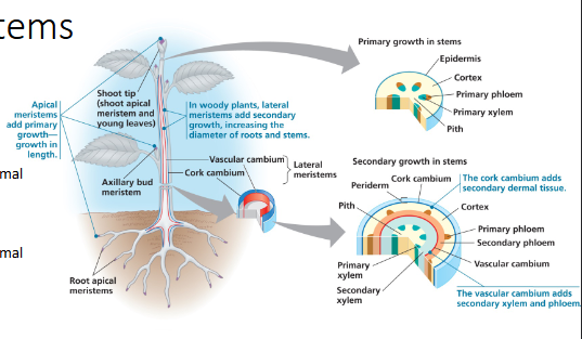 <ul><li><p>Densely cytoplasmic (very metabolically active and dividing a lot)</p></li><li><p>Lateral meristems add thickness to woody plants, a process called secondary growth.<br><br>There are two lateral meristems: </p></li><li><p>Vascular cambium: adds layers of vascular tissue (secondary xylem, aka wood, and secondary phloem (inner back))</p></li><li><p>Cork cambium: replaces the epidermis with periderm. Thicker and tougher.</p></li></ul><p></p><p>Shoot apical meristem (SAM):</p><ul><li><p>Primary growth</p></li><li><p>Axial growth</p></li><li><p>Primary tissues: ground, vascular, dermal</p></li></ul><p>Root apical meristem (RAM): </p><ul><li><p>Primary growth</p></li><li><p>Axial growth</p></li><li><p>Primary tissues: vascular, ground, dermal</p></li></ul><p></p><p></p>