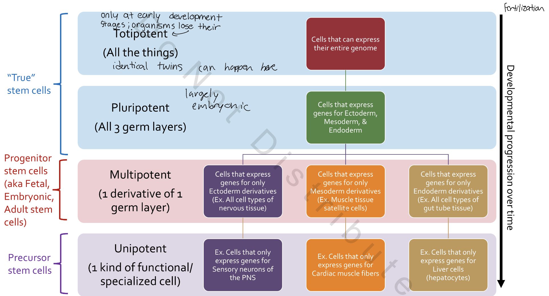 <p>How much of the organism’s genome a cell can express</p><ul><li><p>Stem cells</p></li></ul><p>1. Totipotency</p><p>2. Pluripotency</p><p>3. Multipotency</p><p>4. Unipotency</p>