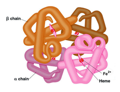 <p>Occurs in proteins that have more than one polypeptide chain</p>