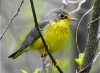 <p>What is the common name of this female bird?</p>