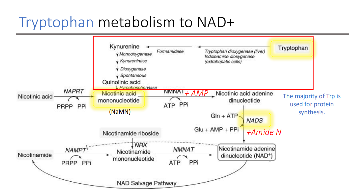 <p>protein synthesis </p>