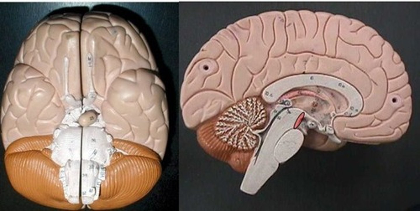 <p>A smaller area superior to the pons and inferior to the diencephalon, consisting of cerebral peduncles and the corpora quadrigemina.</p>