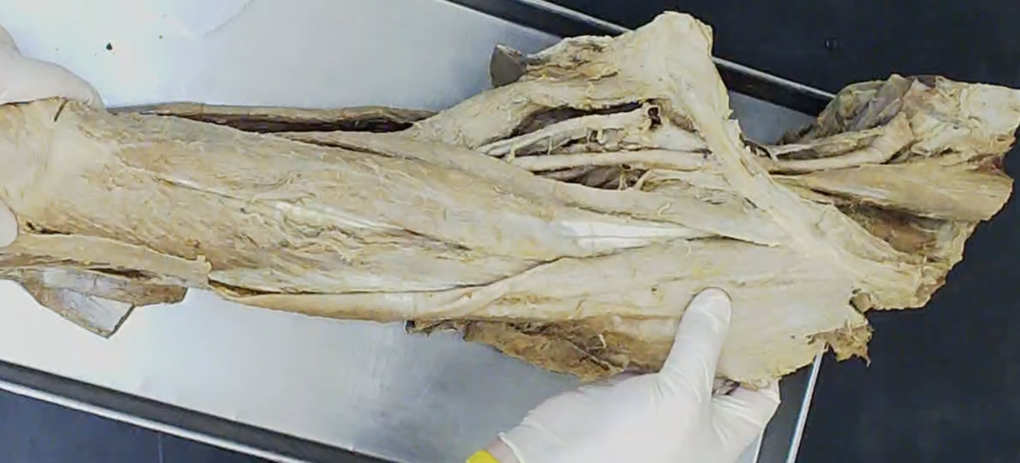 <p>Where his thumb is</p>