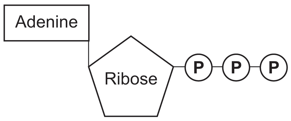 <p>organic base adenine, ribose sugar and three inorganic phosphate groups </p>