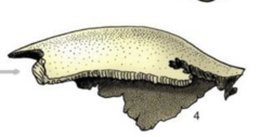 <p>classification of a flat bone</p>
