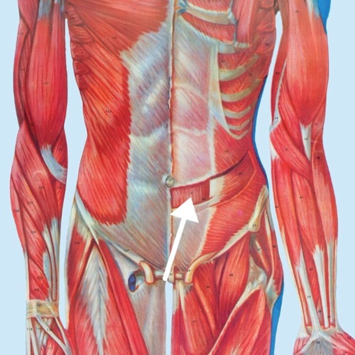 <p>What is this muscle?</p>