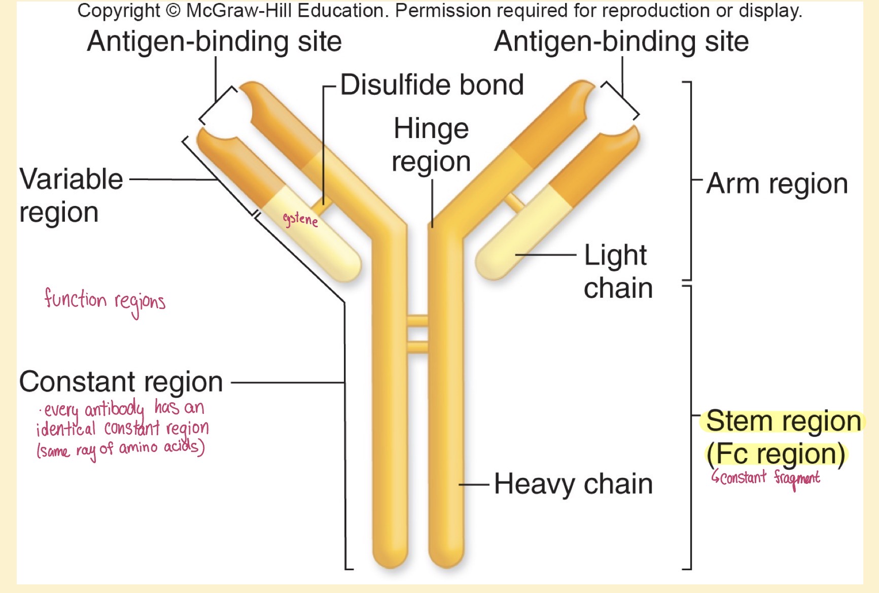 <p>Antibody structure</p>