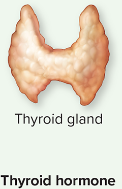 <ul><li><p>The hypothalamus releases thyrotropin-releasing hormone(TRH) into the hypothalamo-hypophyseal portal system, and TRH stimulates the anterior pituitary(specifically thyrotropes) to release thyroid-stimulating hormone(TSH) or (thyrotropin) into the general blood circulation. </p></li><li><p>Thyroid-stimulating hormone(TSH) stimulates the thyroid gland to release thyroid hormone (TH). TH functions to establish the body’s metabolic rate. </p></li></ul><p></p>