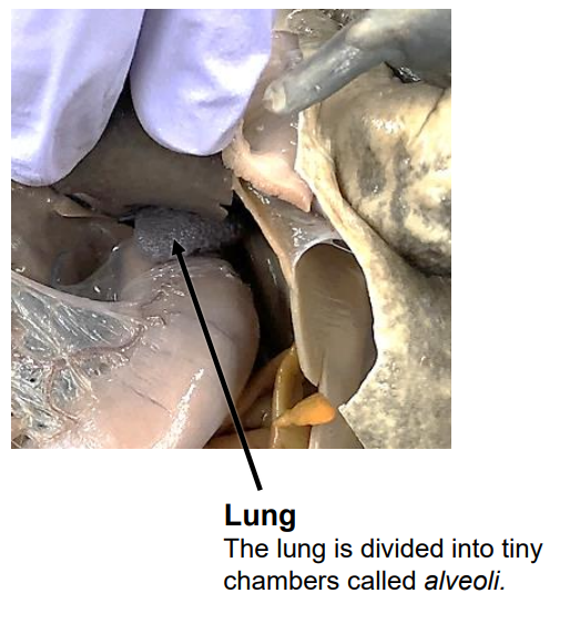 <p>divided into tiny chambers called alveoli</p>