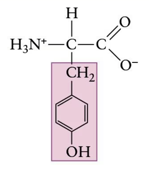 <p>(Tyr, Y) | Polar side chain</p>
