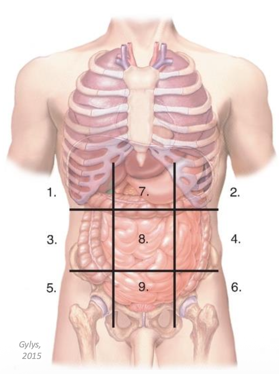 <p>nine abdominopelvic regions</p>