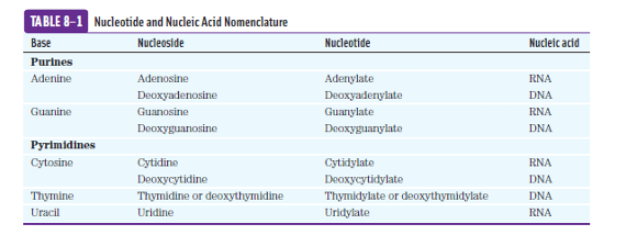 <p><span data-name="small_blue_diamond" data-type="emoji">🔹</span><strong> Purines:</strong></p><ul><li><p><strong>Adenine (A)</strong></p><ul><li><p>Nucleoside: <strong>Adenosine</strong> (RNA) / <strong>Deoxyadenosine</strong> (DNA)</p></li><li><p>Nucleotide: <strong>Adenylate (AMP)</strong> / <strong>Deoxyadenylate (dAMP)</strong></p></li></ul></li><li><p><strong>Guanine (G)</strong></p><ul><li><p>Nucleoside: <strong>Guanosine</strong> / <strong>Deoxyguanosine</strong></p></li><li><p>Nucleotide: <strong>Guanylate (GMP)</strong> / <strong>Deoxyguanylate (dGMP)</strong></p></li></ul></li></ul><p><span data-name="small_blue_diamond" data-type="emoji">🔹</span><strong> Pyrimidines:</strong></p><ul><li><p><strong>Cytosine (C)</strong></p><ul><li><p>Nucleoside: <strong>Cytidine</strong> / <strong>Deoxycytidine</strong></p></li><li><p>Nucleotide: <strong>Cytidylate (CMP)</strong> / <strong>Deoxycytidylate (dCMP)</strong></p></li></ul></li><li><p><strong>Thymine (T)</strong> <em>(DNA only)</em></p><ul><li><p>Nucleoside: <strong>Thymidine (deoxythymidine)</strong></p></li><li><p>Nucleotide: <strong>Thymidylate (dTMP)</strong></p></li></ul></li><li><p><strong>Uracil (U)</strong> <em>(RNA only)</em></p><ul><li><p>Nucleoside: <strong>Uridine</strong></p></li><li><p>Nucleotide: <strong>Uridylate (UMP)</strong></p></li></ul></li></ul><p></p>