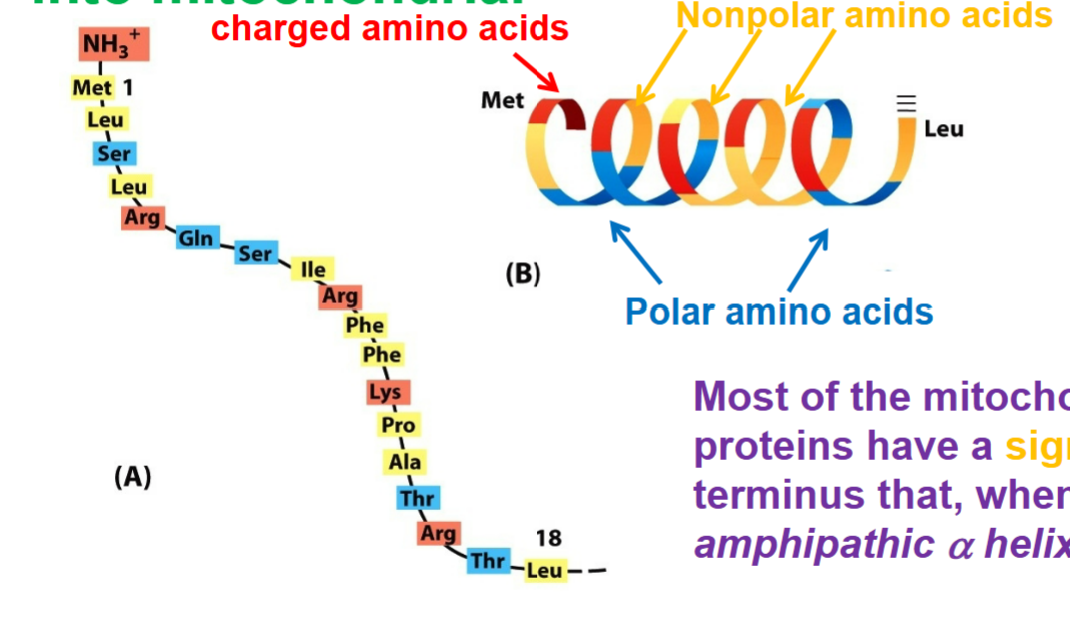 <ul><li><p>first fully synthesized as precursor proteins in cytosol and then translocated into mitochondria</p></li><li><p>requires secondary structure, rely on chemical nature of amino acids and not specific amino acids</p></li><li><p>AMPHIPATHIC nature → one side or face has charged residues clustered, while other side has uncharged residues clustered (represent as signal sequences)</p></li><li><p>most of the mitochondrial precursor proteins have signal sequence at their N terminus that, when folded forms an amphipathic alpha helix</p></li></ul><p></p>