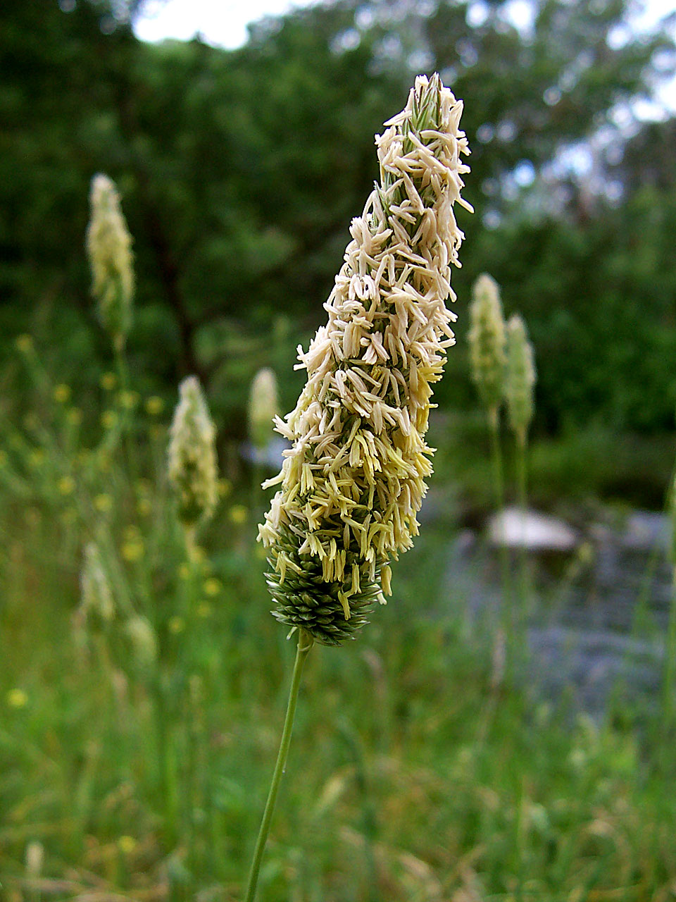 <p><span>Poaceae</span></p>