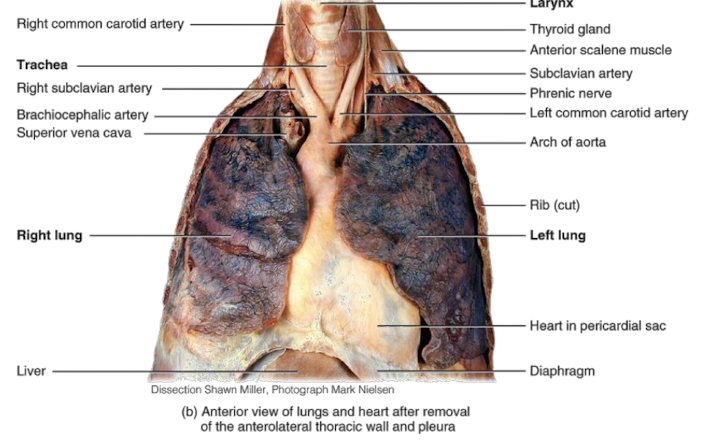 <p>nose, pharynx, associated structures</p>