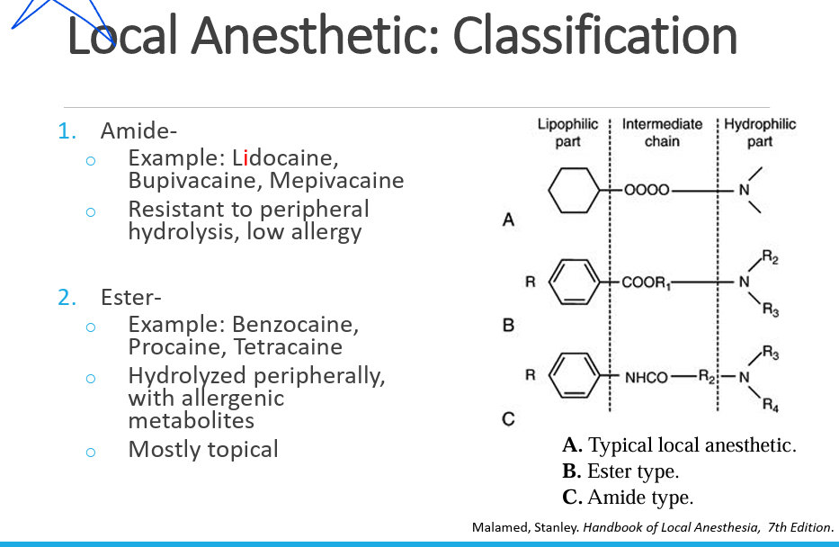 <p>amide and esters. esters are more for topicals and more allergenic. </p>