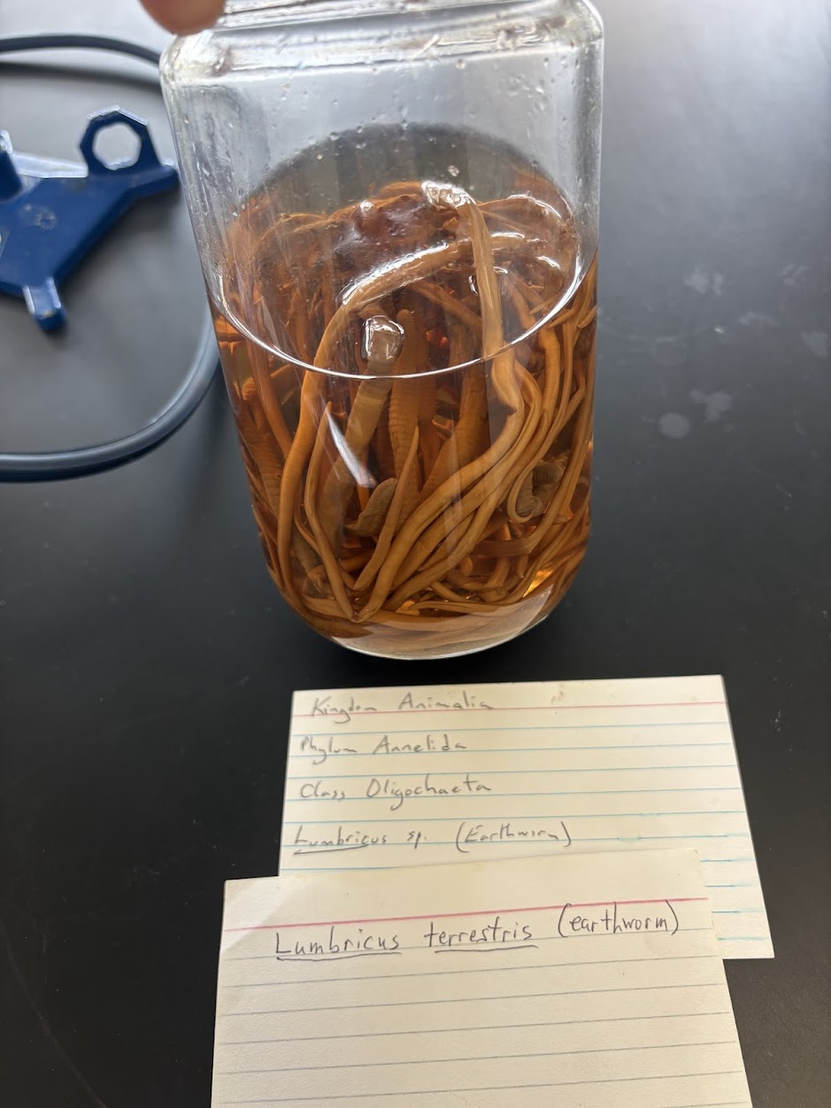 <p>Lumbricus terrestris (earthworm)</p>