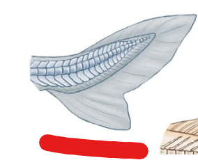 <p>What tail? Ex:<span style="background-color: transparent;"> Shark</span></p>