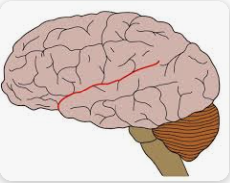 <p>Name this fissure</p>