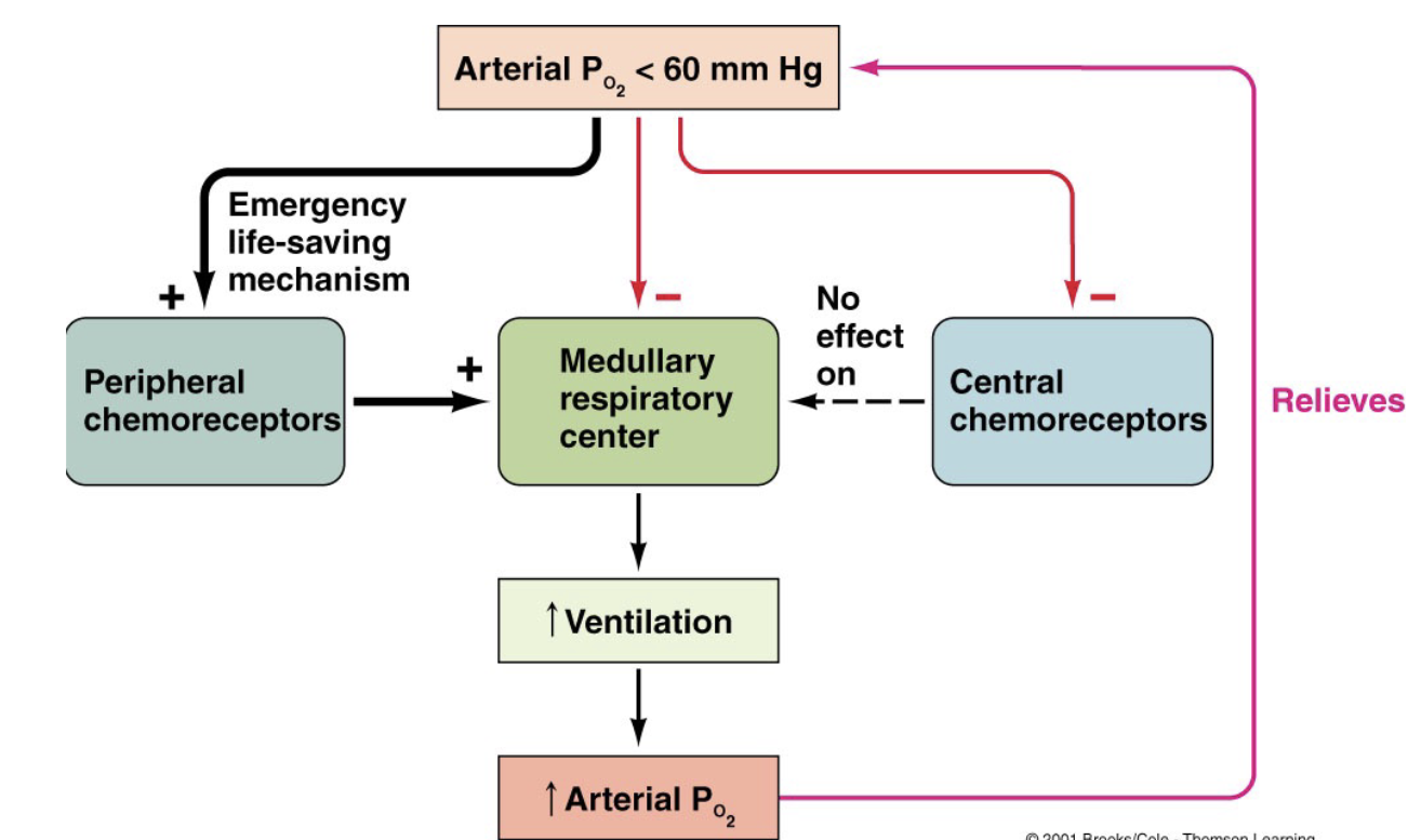 <ul><li><p>Located in the <strong>carotid and aortic bodies</strong>.</p></li><li><p>Detect <strong>↓ PaO₂</strong>, <strong>↑ PaCO₂</strong>, and <strong>↓ pH</strong>.</p></li><li><p>Important when blood O₂ levels become low.</p><ul><li><p>Many neural tissue becomes less active except for this, <strong>peripheral chemoreceptors </strong>becomes more active with less oxygen</p></li></ul></li><li><p>Stimulates the medullar for increased ventilation.</p></li></ul><p></p><p>A lifesaving mechanism</p>