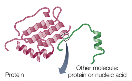 <p>There must be a general “fit” between the protein and the other molecule.</p>