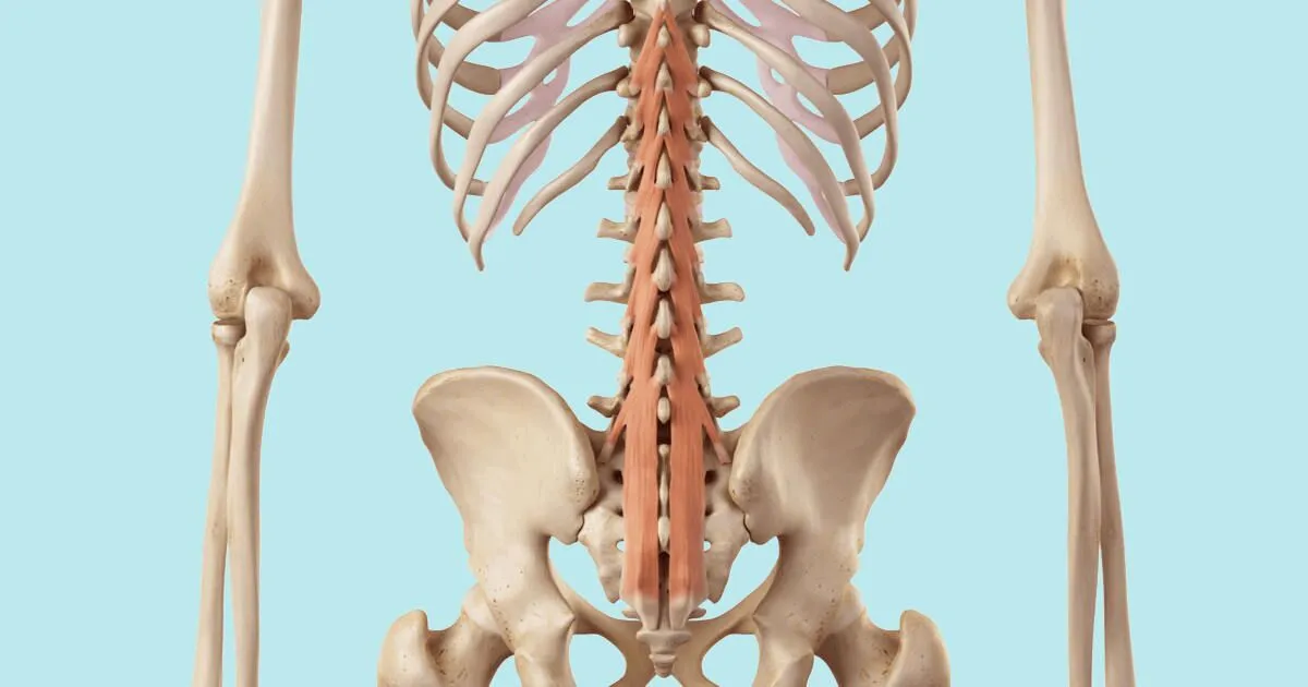 <p>What is this muscle?</p>