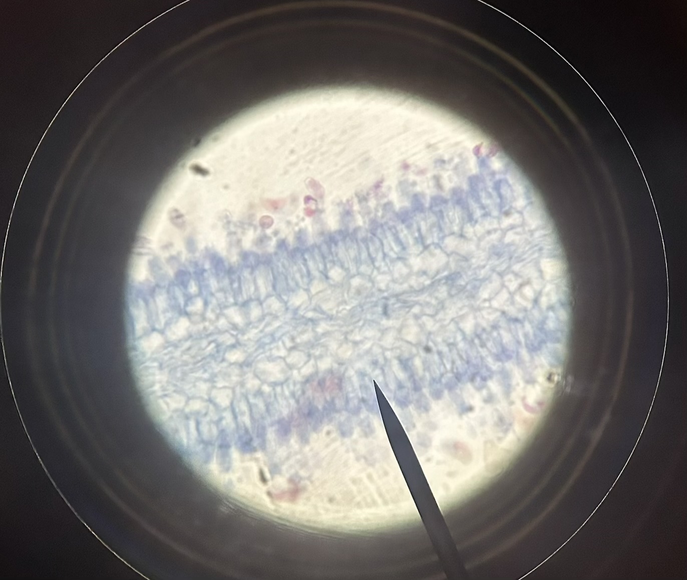 <p>gills of mushroom bear basidia, the sexual reproductive structures of the mushroom</p>