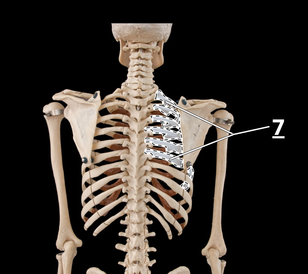 <p>7</p>