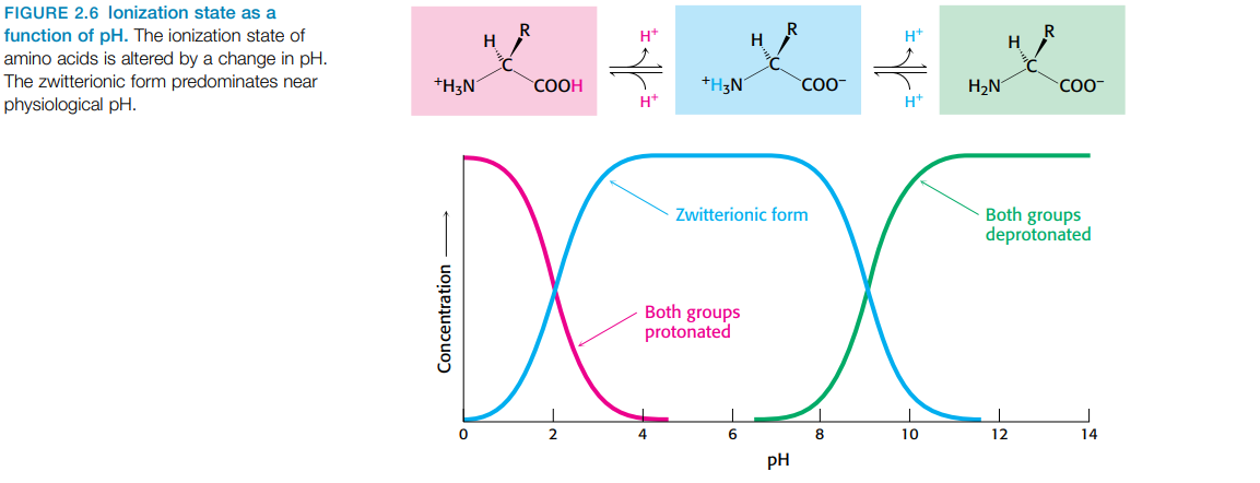 <p>= dipolar ions in solution at neutral pH</p><ul><li><p>amino group protonated (— NH<sub>3</sub><sup>+</sup>) — also in acid solution</p></li><li><p>carboxyl group deprotonated (— COO<sup>-</sup>) — in acid carboxyl gorup not dissociated (—COOH), first group to give up proton inasmuch as its p<em>K</em><sub>a</sub> = near 2</p></li><li><p>ionization state of amino acid → varies with pH </p></li><li><p>dipolar form persits unitl pH of around 9 (amino group loses proton)</p></li></ul><p></p>