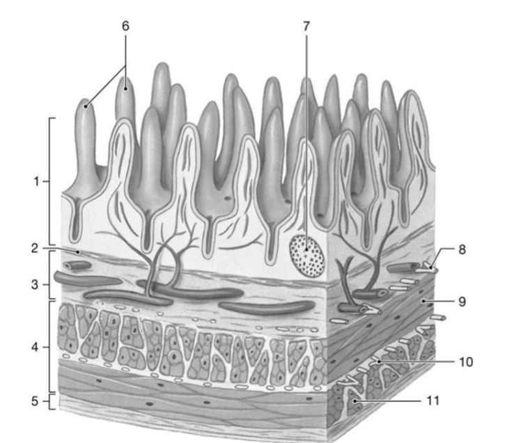 <p>what is the function of the structure labeled โ1โ?</p>