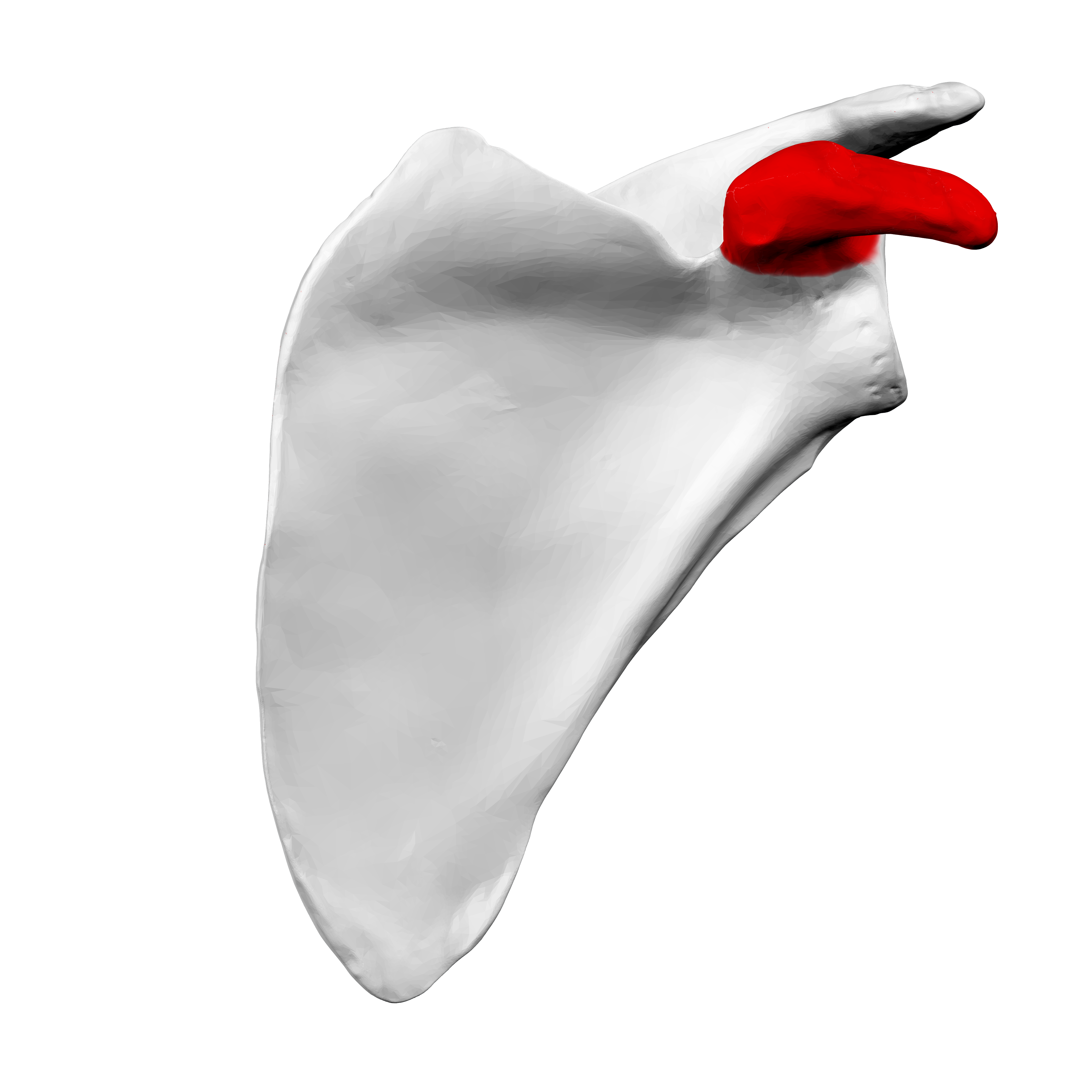 <p>Name the specific part of the bone in red</p>