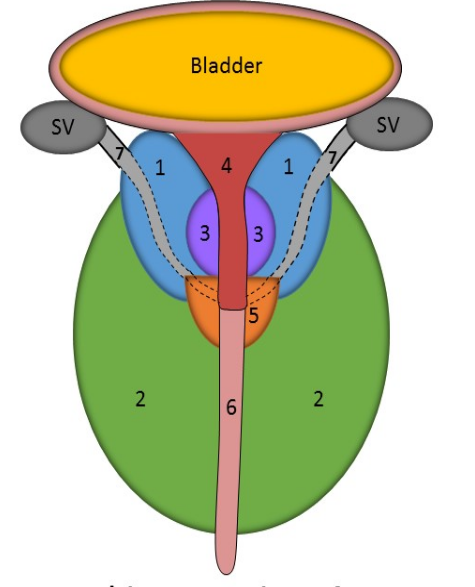 <p>Identify this image. </p>