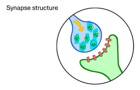 <p>What is this highlighted part of the synapse?</p>