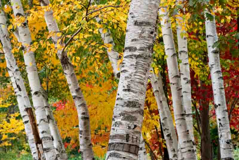 <p><span>Paper Birch</span></p>