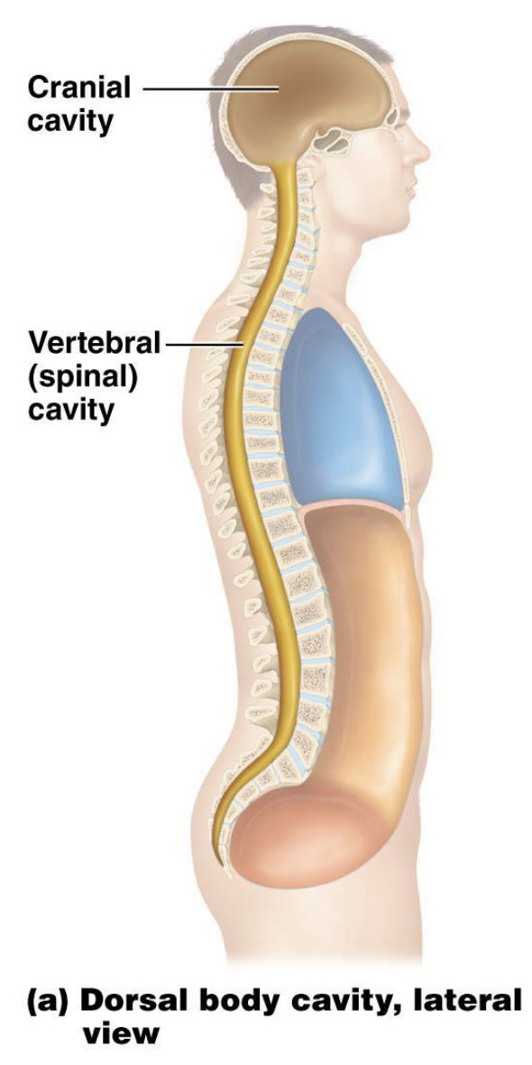 <p>Largely located on posterior side of body; subdivided into two cavities: </p><ul><li><p>Cranial cavity – within skull; protects brain </p></li><li><p>Vertebral (spinal) cavity – within vertebral column; protects spinal cord </p><ul><li><p>Lined with protective layers called meninges – </p></li><li><p>Subdivisions are continuous and filled with cerebrospinal fluid (CSF); bathes and protects both brain and spinal cord</p></li></ul></li></ul><p></p>