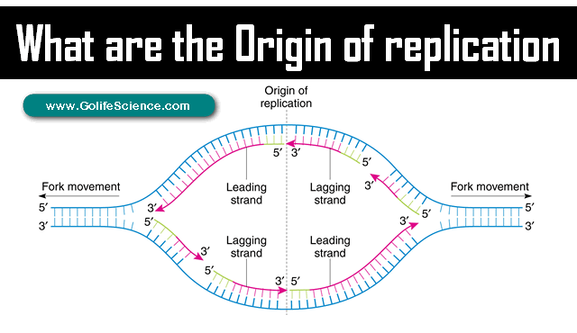 <p>Origin of Replication</p>