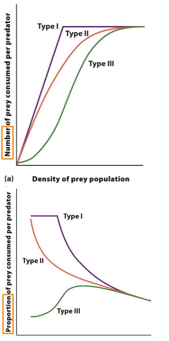 <p>Any increase in prey density is associated with a slowing rate of prey consumption. Often due to prey handling times </p>
