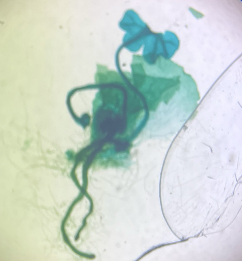 <p>What is this?</p>