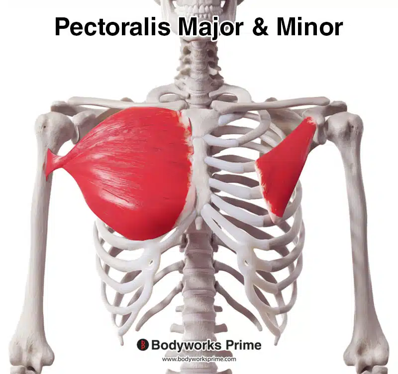 <p>Pectoralis major* **(Muscles crossing the shoulder - arm movement 1 of 9):</p><p>What is OIAS<span style="color: rgb(255, 3, 3);">A</span>?</p>