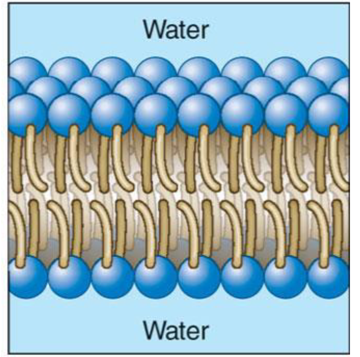 <p>Phospholipids are mainly used by cells for building cell (plasma) membranes.</p>